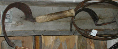 sigder - Arjeplog