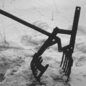 skjelltang - Kokelv